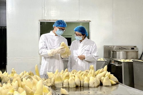 搶鮮出海 畬鄉(xiāng)筍罐頭走俏西班牙，傳統(tǒng)食品打開(kāi)國(guó)際新銷路